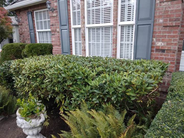 Hedging & Trimming