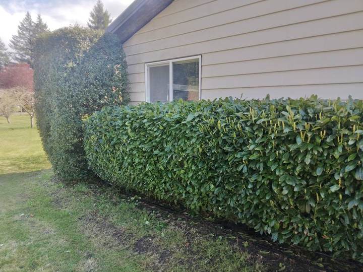 Hedging & Trimming